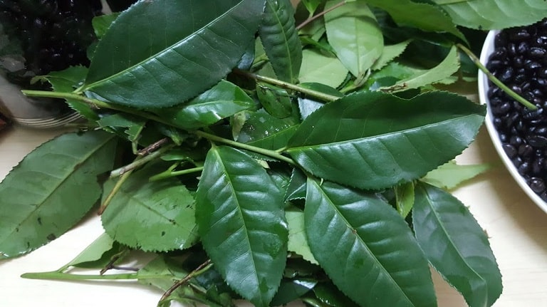Trong lá trà có tác dụng làm sạch vùng kín, giảm viêm nhiễm và đánh bay mùi hôi