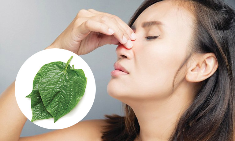 Lá lốt có thể sử dụng để cải thiện các triệu chứng viêm mũi dị ứng hiệu quả