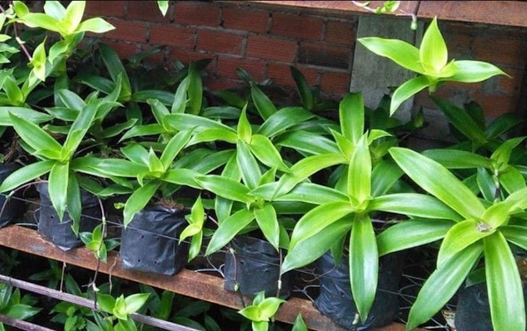 Cây lược vàng dễ trồng, mỗi nhà nên trồng trong vườn để tiện điều trị các bệnh lý