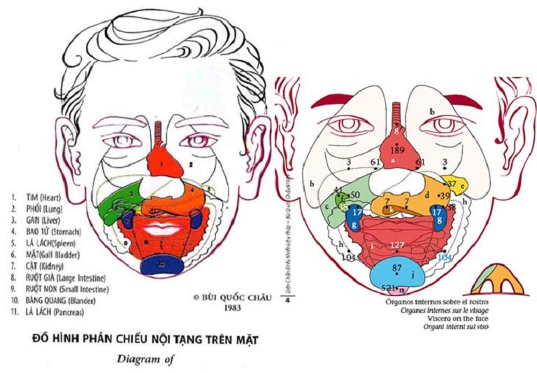 Các huyệt đạo trên mặt có liên quan đến các cơ quan nội tạng