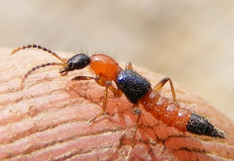 Nọc của kiến độc nên bạn không nên gãi vết thương để tránh lan ra xung quanh