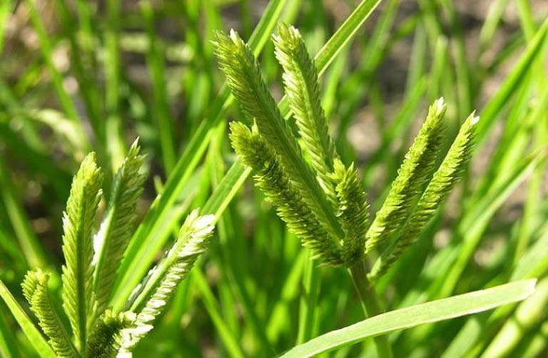 Chữa rụng tóc bằng nguyên liệu cỏ mần trầu