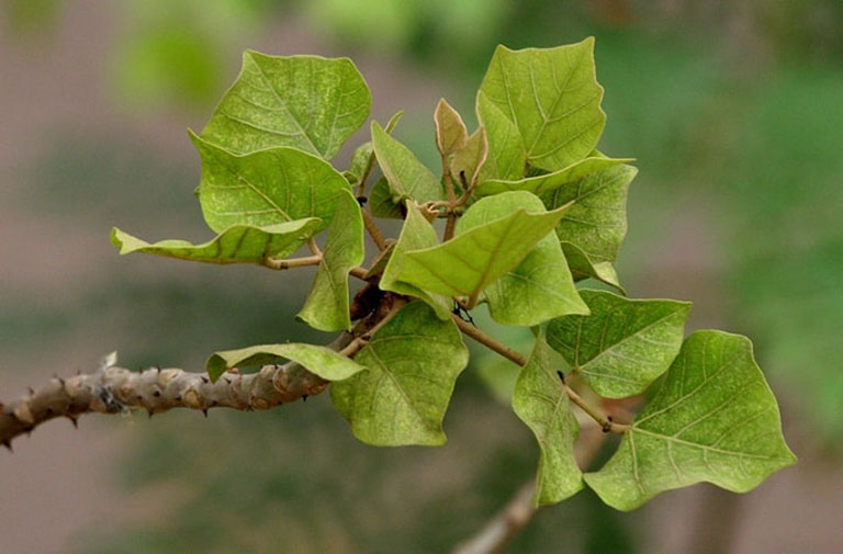 Lá cây tầm vông được dân gian sử dụng phổ biến trong các bài thuốc trị bệnh
