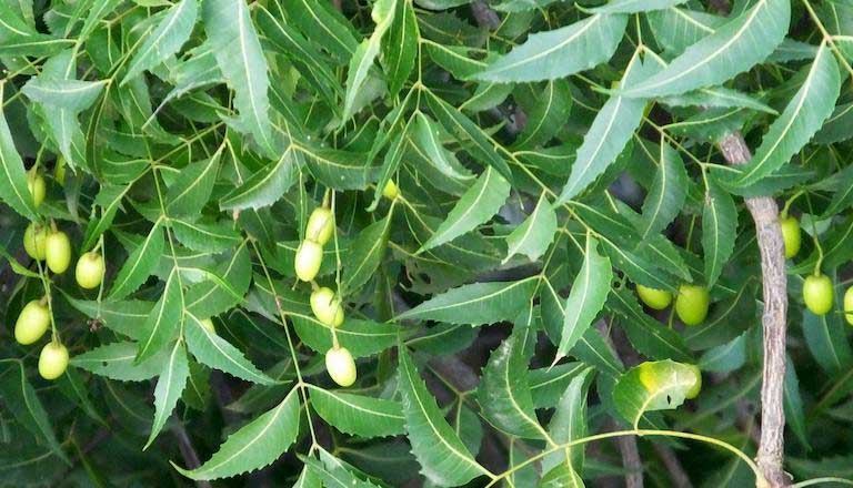 Bạn có thể tham khảo công thức lá neem