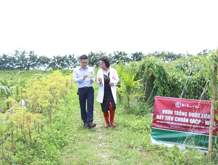 Các thành phần thảo dược có trong Nhất Nam Bình Vị Khang đều được thu hái từ các vườn dược liệu sạch đạt chuẩn GACP-WHO