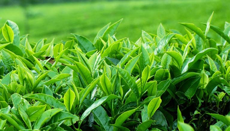 Phụ huynh có thể dùng lá trà xanh nếu mụn ở thể nhẹ