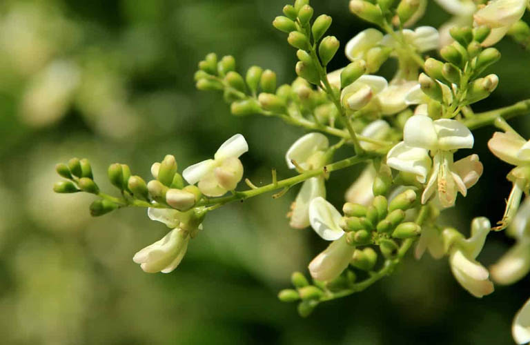 Hoa hòe là dược liệu có vị đắng nhẹ, mùi thơm khá đặc trưng
