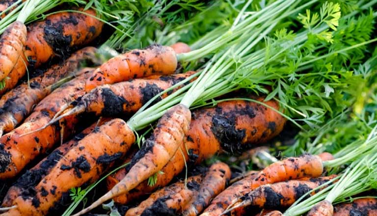 Có thể dùng cà rốt để giảm mụn bọc thể nhẹ