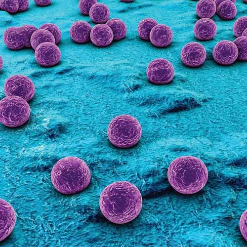Khuẩn staphylococcus có thể gây ra viêm nhiễm