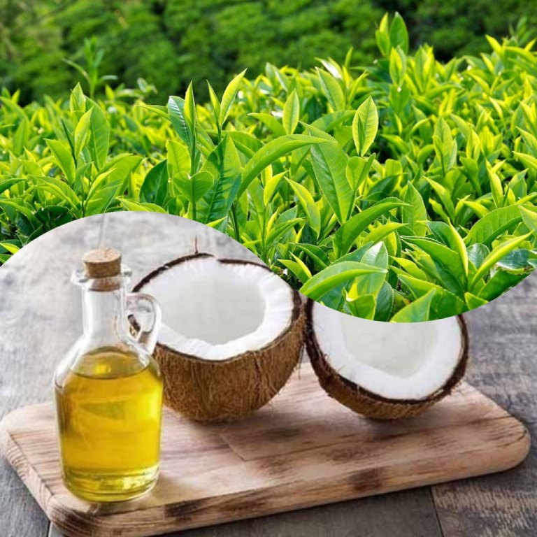 Dầu dừa và lá trà xanh có thể kết hợp cùng nhau để chữa viêm xoang